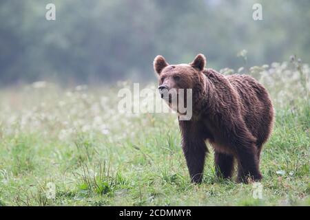 Ours brun européen ou ours brun eurasien (Ursus arctos arctos), femelle adulte dans la prairie, Bieszczady, Pologne Banque D'Images