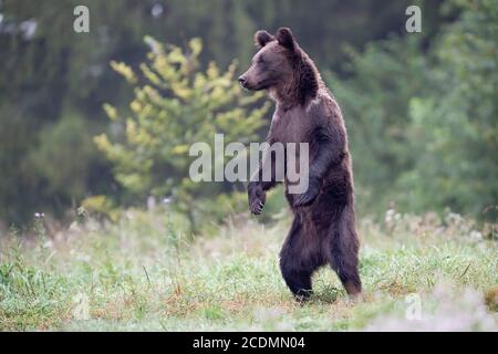 Ours brun européen ou ours brun eurasien (Ursus arctos arctos), jeunes ours bruns se dresse sur les pattes arrière, Bieszczady, Pologne Banque D'Images