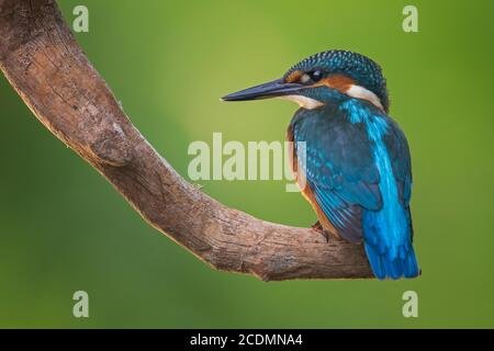 kingfisher (Alcedo atthis ) Jeune oiseau, homme, Réserve de biosphère de l'Elbe moyen, Saxe-Anhalt, Allemagne Banque D'Images