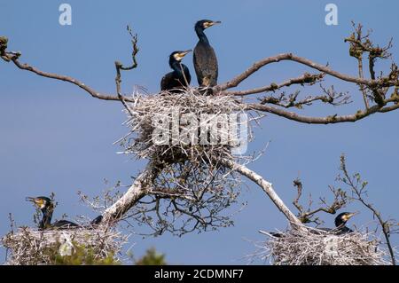 Cormorant, Colony, Allemagne, Europe Banque D'Images