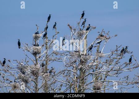 Cormorant, Colony, Allemagne, Europe Banque D'Images