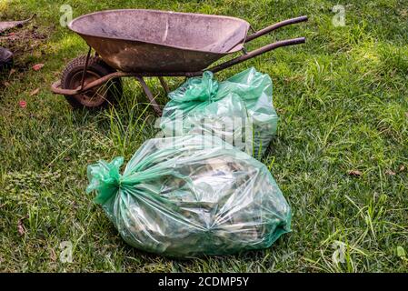 Sacs en plastique pleins de feuilles sèches et de fleurs sèches à côté d'une vieille brouette prête à être recyclée. Déchets de jardin recueillis lors du confinement de la covid-19. Banque D'Images