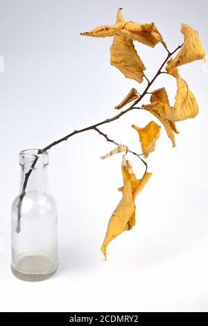 La vie en automne avec des feuilles jaunes et une bouteille en verre Banque D'Images