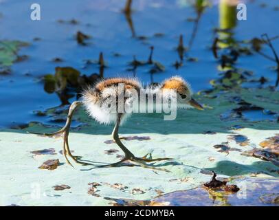 Jeune Comb-Crested Jacana (Irediparra gallinacea) marchant sur un bloc de nénuphars, Yellow Water Billabong, parc national de Kakadu, territoire du Nord, territoire du Nord, Australie Banque D'Images