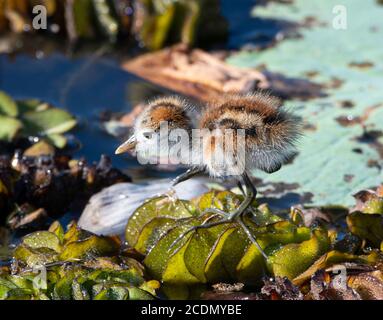 Jeune Comb-Crested Jacana (Irediparra gallinacea), Yellow Water Billabong, territoire du Nord Banque D'Images