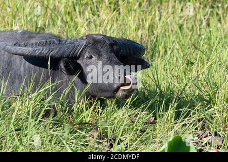 Un buffle aquatique (Bubalus bubalis) qui se laisse envier et se nourrit dans les terres humides avec sa langue sortie, Yellow Water Billabong, Kakadu National Park, Northern Terri Banque D'Images