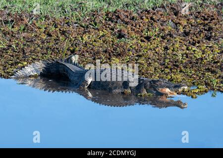 Crocodile d'eau salée (Crocodylus porosus) se bronzant à la bouche ouverte et son reflet dans l'eau, Yellow Water Billabong, Parc national de Kakadu, Banque D'Images