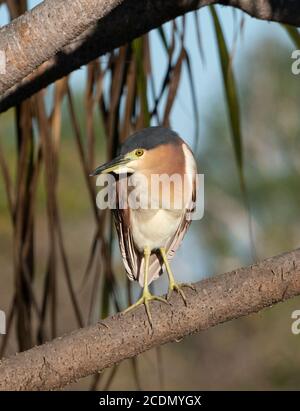 Héron nocturne Nankeen adulte (Nycticorax caledonicus) perché sur une branche, Yellow Water Billabong, parc national de Kakadu, territoire du Nord, territoire du Nord, Australie Banque D'Images