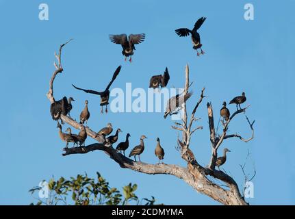 Un troupeau de Canards siffleurs (Dendrocygna eytoni) perchés dans un arbre mort, Yellow Water Billabong, parc national de Kakadu, territoire du Nord, territoire du Nord, a Banque D'Images