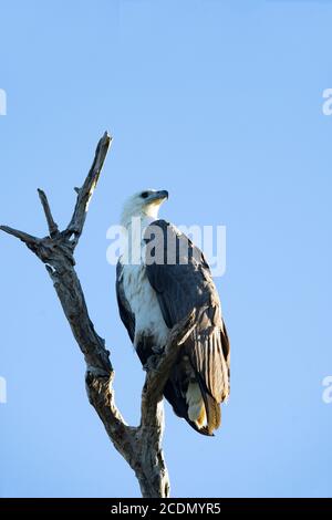 Aigle-mer à ventre blanc (Haliaeetus leucogaster) perché dans un arbre mort, Yellow Water Billabong, Parc national de Kakadu, territoire du Nord, territoire du Nord, Australie Banque D'Images