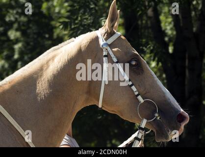 Portrait de chevaux akhal-teke Banque D'Images