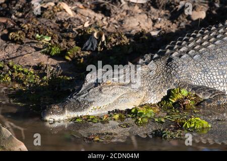 Photo d'un crocodile d'eau salée (Crocodylus porosus) se bronzant sur la rive, Yellow Water Billabong, parc national de Kakadu, Northern Territ Banque D'Images