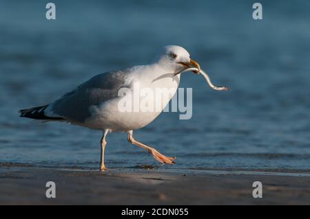 Goéland argenté européen, Larus argentatus, Helgoland, Allemagne Banque D'Images