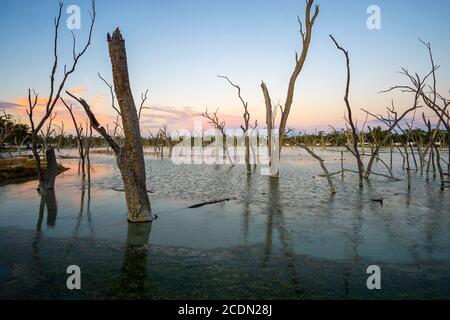 Arbres morts dans les terres humides de Lara, Barcaldine Queensland Australie Banque D'Images