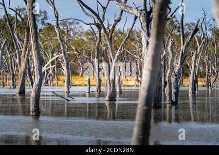 Arbres morts dans les terres humides de Lara, Barcaldine Queensland Australie Banque D'Images