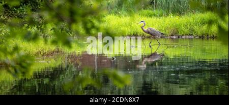 Grand héron barbotant le long de la rive du lac Trahlyta au parc national Vogel à Blairsville, Géorgie. (ÉTATS-UNIS) Banque D'Images