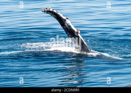 Baleines à bosse, pectorales ou ailerons qui claquent au large de l'île Fraser, Hervey Bay, Queensland, Australie Banque D'Images
