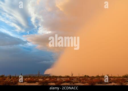 Tempête de poussière Haboob dans le monument national du désert de Sonoran, Arizona, États-Unis Banque D'Images