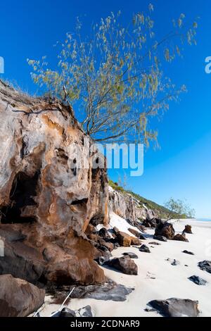 Érosion des dunes de sable sur la rive ouest de Fraser Island, Hervey Bay, Queensland Australie Banque D'Images