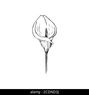 le motif de la fleur. Calla Lily clipart ou illustration. Esquisse Illustration de Vecteur