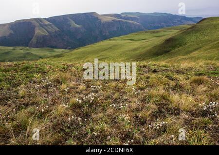 Vue sur les pistes couvertes d'herbe des montagnes du Drakensberg D'Afrique du Sud avec de petites fleurs blanches alpines dans le premier plan Banque D'Images