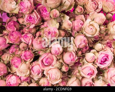 Petit bouquet de roses roses gros plan Banque D'Images