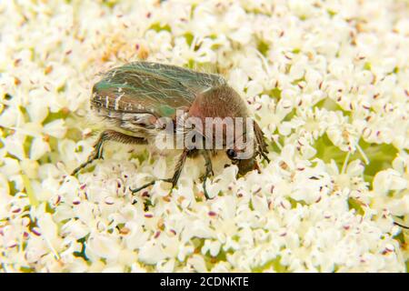 Beetle de bronze doré (Cetonia aurata) gros plan sur une grande fleur de hogweed blanche (Heracleum). Banque D'Images