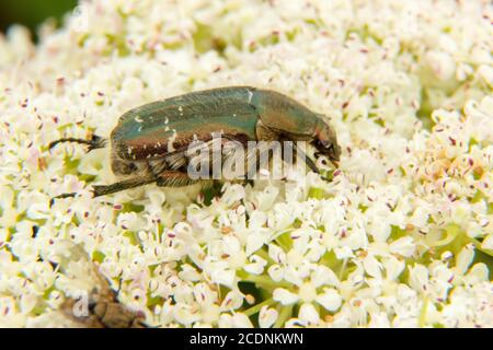 Beetle de bronze doré (Cetonia aurata) gros plan sur une grande fleur de hogweed blanche (Heracleum). Banque D'Images