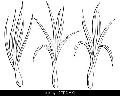 Graphique de plante de citronnelle noir blanc isolé esquisse vecteur d'illustration Illustration de Vecteur