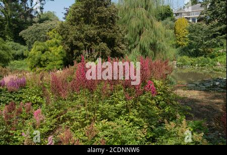 Coloré Herbacé bordure de l'été Floraison rose vif Astilbe (Fausse Spirea ou barbe de faux Goat) Près d'un lac dans un jardin de campagne Banque D'Images