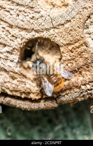 Mason Bee Osmia rufa niche dans une abeille solitaire hôtel en rondins Banque D'Images