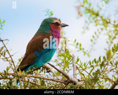 Lilas Breasted Roller oiseau au Kenya, Afrique Banque D'Images