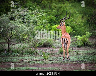 Un homme impala dans le parc national du lac Manyara, Tanzanie, Afrique. Banque D'Images