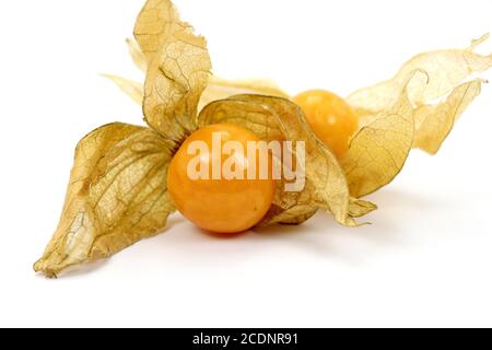 Physalis isolé sur fond blanc Banque D'Images