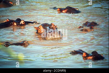 Hippo, groupe hippopotame dans la rivière. Serengeti, Tanzanie, Afrique Banque D'Images