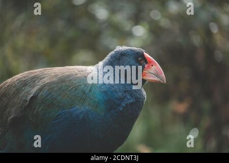 Takahē, un oiseau originaire d'Aotearoa Banque D'Images