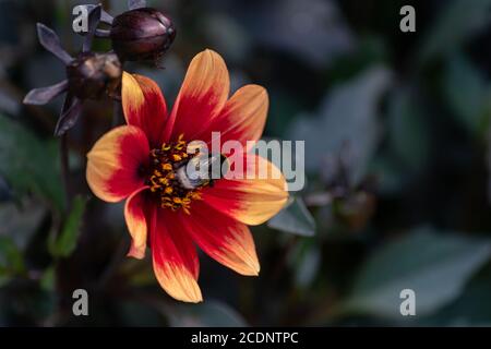 wink dahlia fond floral. Belles fleurs orange avec des feuilles sombres dans le jardin. Banque D'Images