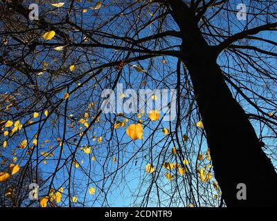 Feuilles jaunes vives sur un arbre vu de l'oeil d'un ver en automne. Banque D'Images