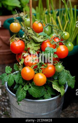 Plante de tomate dans un seau d'argent avec des tomates biologiques juteuses maison. Banque D'Images