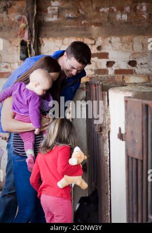 Une famille de quatre vêtus de couleurs vives aiment regarder un veau dans une écurie sur une ferme. L'accent est mis sur le père souriant à sa fille Banque D'Images