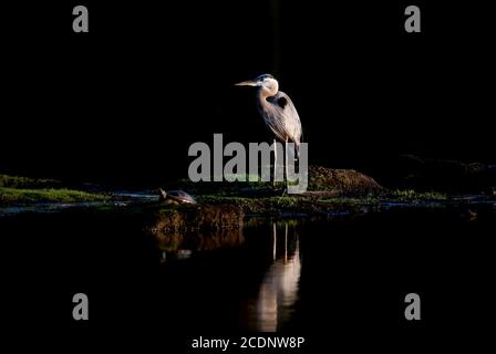 Magnifique grand héron bleu debout majestueusement sur une petite île Au milieu d'un lac avec de l'eau noire près La baie de Chesapeake dans le Maryland Banque D'Images