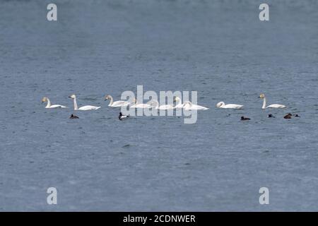 Cygnes Banque D'Images