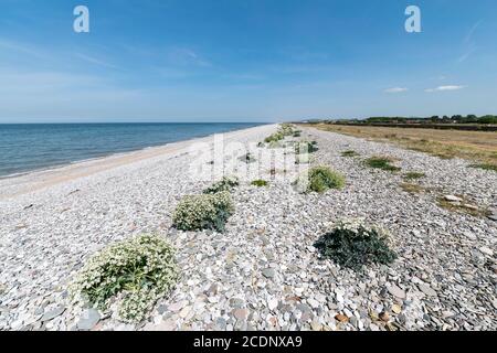 La mer kale Crambe maritima grandit sur la côte nord du pays de Galles Banque D'Images