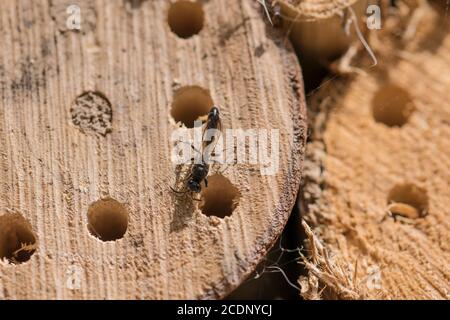 Petite guêpe de bois Trypoxylon figulus faisant un nid dans l'ancien grumes de bois Banque D'Images