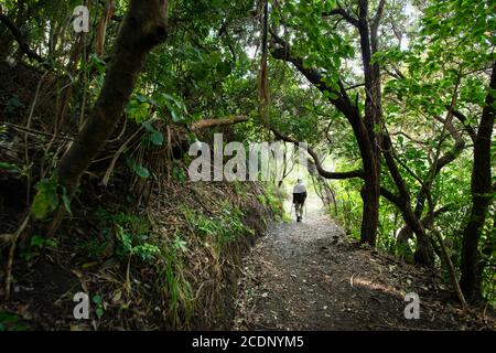 Marche dans la forêt. Image prise de la piste à la plage d'Anawhata, Auckland Banque D'Images