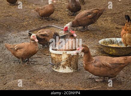 Le canard musqué Banque D'Images
