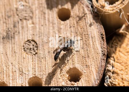 Petite guêpe de bois Trypoxylon figulus faisant un nid dans l'ancien grumes de bois Banque D'Images