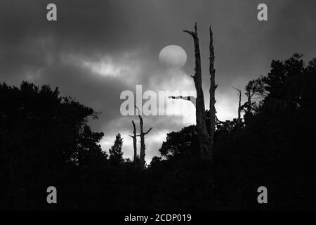 Image en noir et blanc des troncs d'arbre mort avec la pleine lune. Banque D'Images