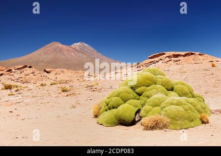 Bolivie - Reserva Nacional de Fauna Andina Eduardo Avaroa.le plus Belles Andes en Amérique du Sud Banque D'Images