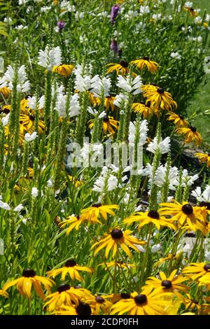 Août jardin fleurs mixte lit de fleurs bordure en été jaune blanc jardin Rudbeckia obéissant plante Banque D'Images